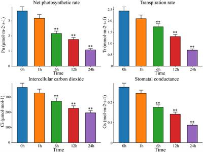 Joint transcriptomic and metabolomic analysis provides new insights into drought resistance in watermelon (Citrullus lanatus)